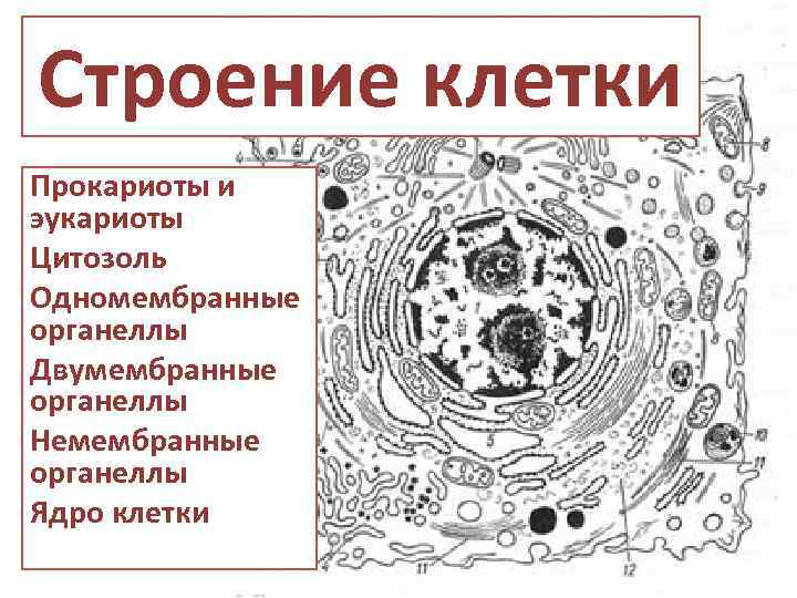 Какой тип ткани содержит в себе клетки изображенные на рисунке 6 класс биология ответы