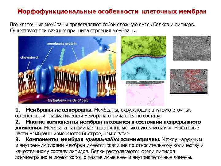 Плазматическая клетка характеристика