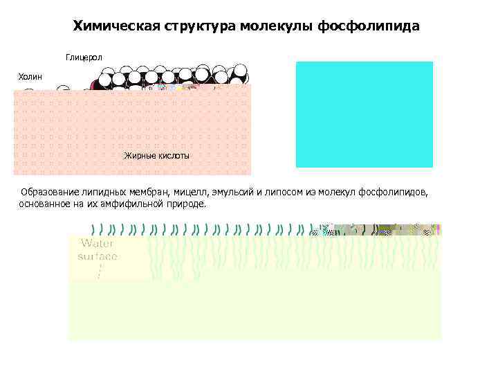 Химическая структура молекулы фосфолипида Глицерол Холин Фосфат Жирные кислоты Образование липидных мембран, мицелл, эмульсий