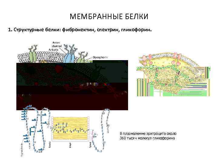 МЕМБРАННЫЕ БЕЛКИ 1. Структурные белки: фибронектин, спектрин, гликофорин. В плазмалемме эритроцита около 360 тысяч