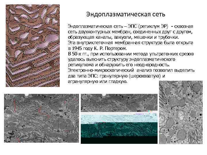 Эндоплазматическая сеть – ЭПС (ретиклум ЭР) - сквозная сеть двухконтурных мембран, соединенных друг с