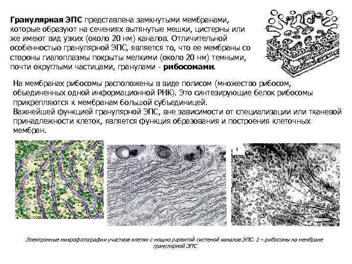 Одномембранные органоиды эукариот