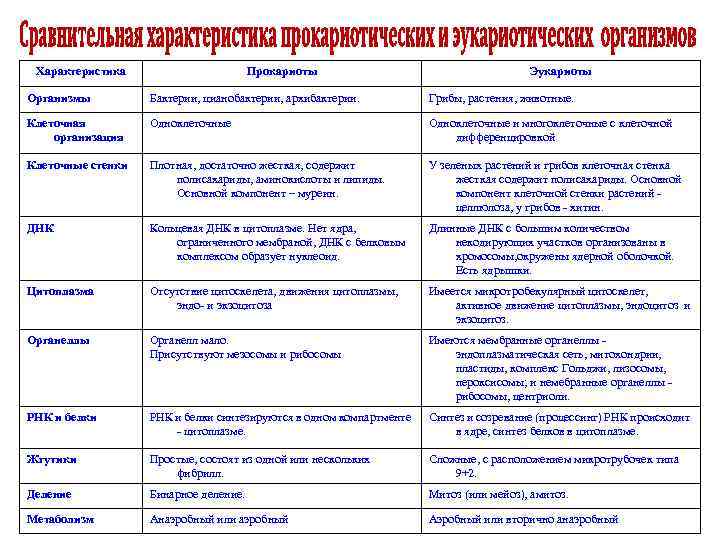 Характеристика Прокариоты Эукариоты Организмы Бактерии, цианобактерии, архибактерии. Грибы, растения, животные. Клеточная организация Одноклеточные и