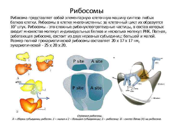 Рибосома как внутриклеточный принтер