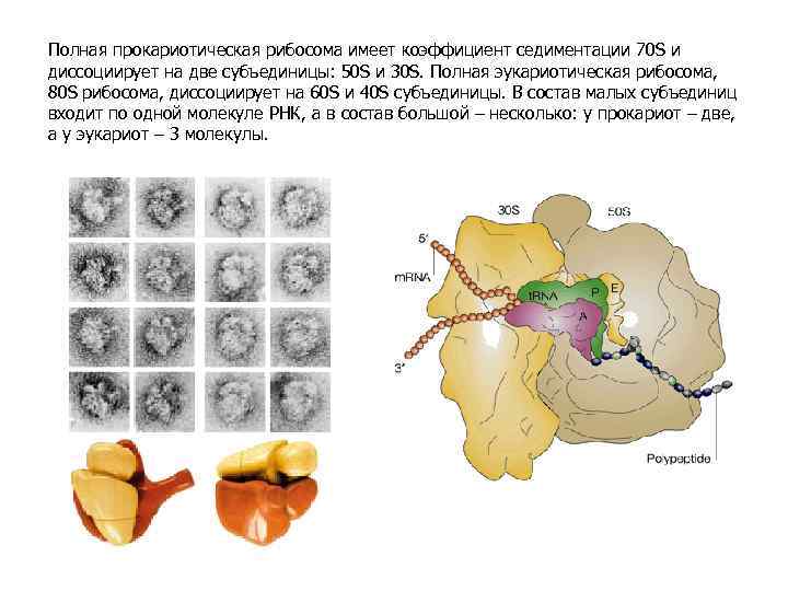 Полная прокариотическая рибосома имеет коэффициент седиментации 70 S и диссоциирует на две субъединицы: 50