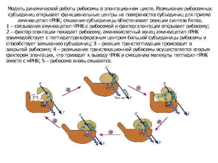 Модель динамической работы рибосомы в элонгационном цикле. Размыкание рибосомных субъединиц открывает функциональные центры на