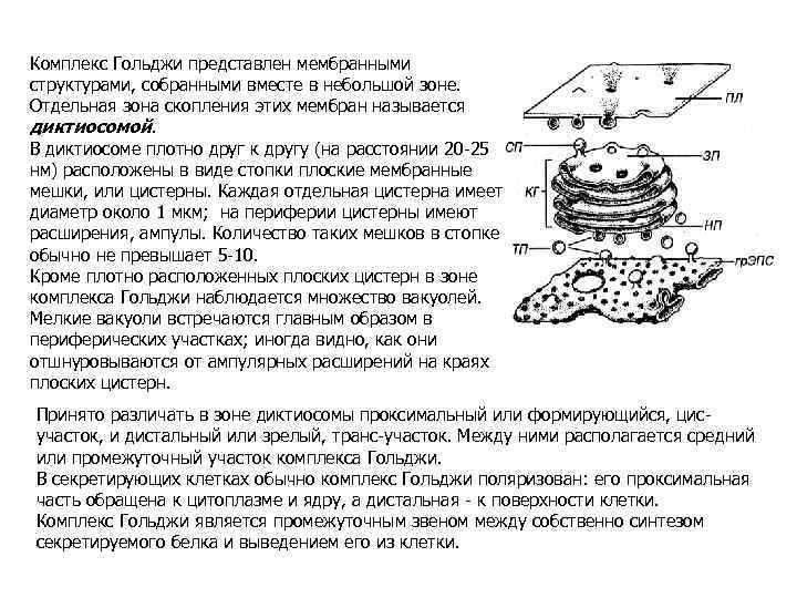 Комплекс Гольджи представлен мембранными структурами, собранными вместе в небольшой зоне. Отдельная зона скопления этих