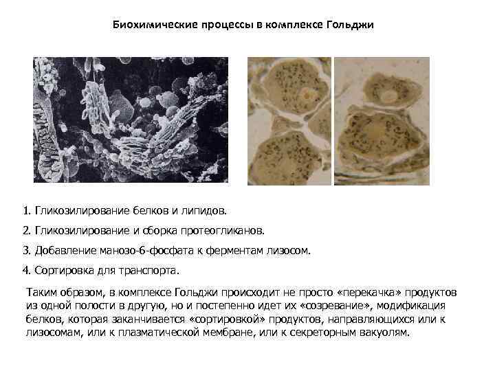 Биохимические процессы в комплексе Гольджи 1. Гликозилирование белков и липидов. 2. Гликозилирование и сборка