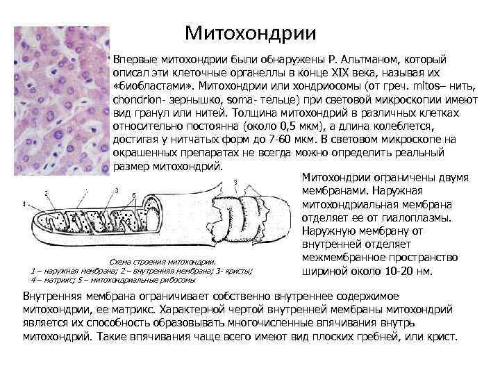 Митохондрии Впервые митохондрии были обнаружены Р. Альтманом, который описал эти клеточные органеллы в конце