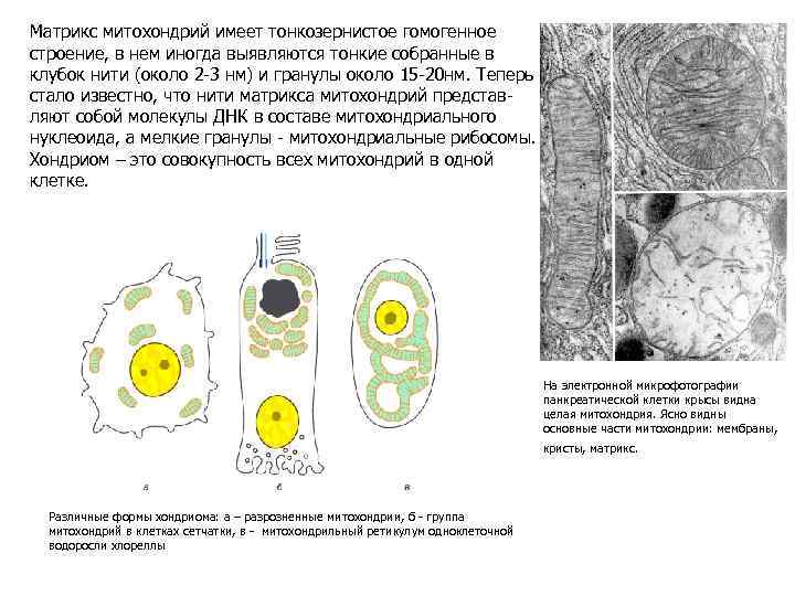 Матрикс митохондрий имеет тонкозернистое гомогенное строение, в нем иногда выявляются тонкие собранные в клубок