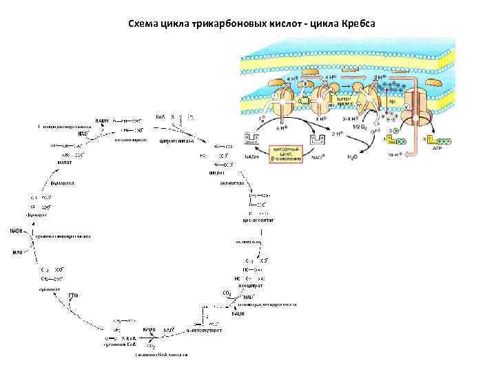 Синтез атф цикл кребса. Цикл трикарбоновых кислот Кребса. Цикл Кребса схема. Цикл Кребса ЦТК. Схема трикарбоновых кислот.