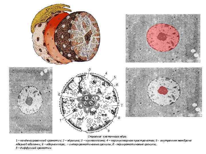 Виды клеток ядра. Ядрышко строение гранулы. Строение ядра клетки хроматин. Строения клетки ядро гранулы. Перихроматиновые гранулы.