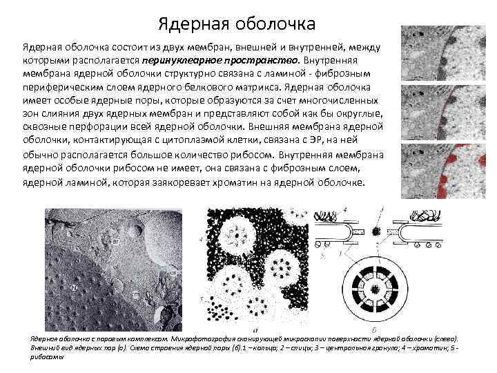 Ядерная оболочка состоит из двух мембран, внешней и внутренней, между которыми располагается перинуклеарное пространство.