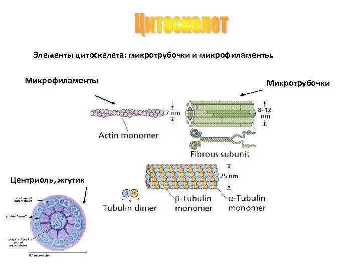 Микрофиламенты цитоскелета. Микротрубочки и микрофиламенты. Органоиды клетки микрофиламенты.