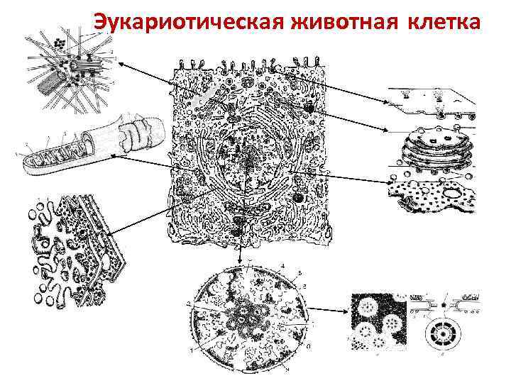 Эукариотическая животная клетка 