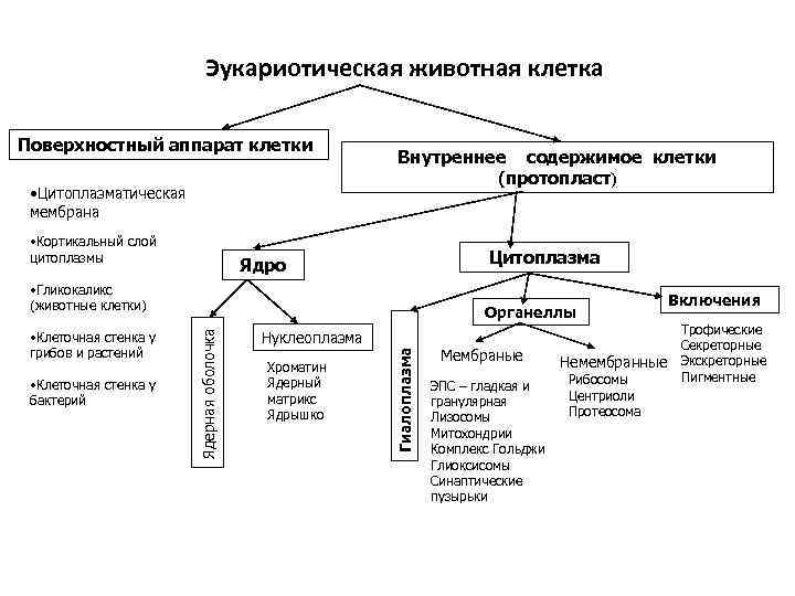 Эукариотическая клетка основное. Структура клетки ядерный и поверхностный аппарат. Схема строения поверхностного аппарата клетки. Поверхностный аппарат клетки эукариот. Поверхностный аппарат клеток эукариот строение.