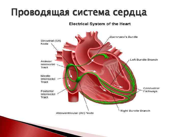 Система сердца