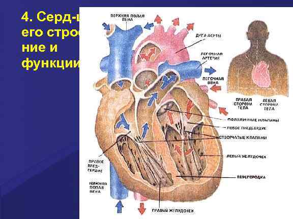 4. Серд-це, его строение и функции 