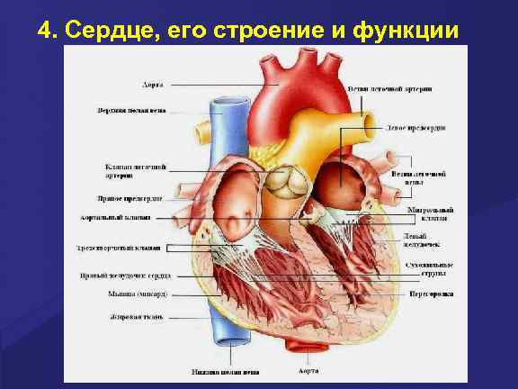 4. Сердце, его строение и функции 