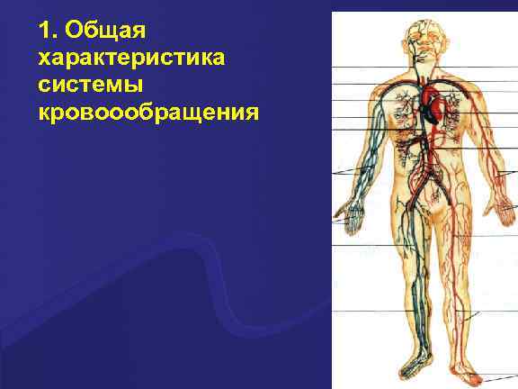 Презентация кровообращение и лимфообращение 8 класс пасечник