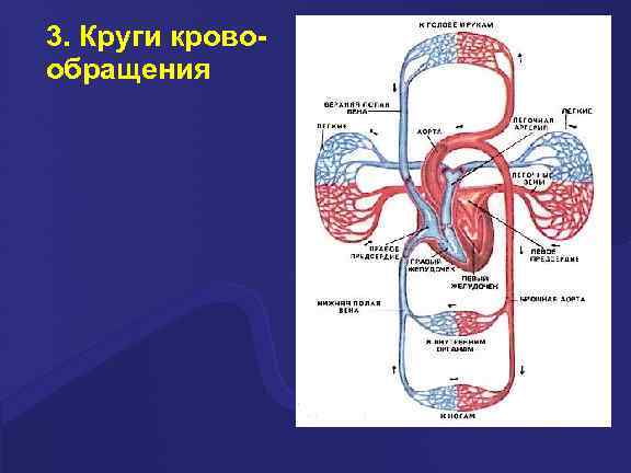 3. Круги кровообращения 