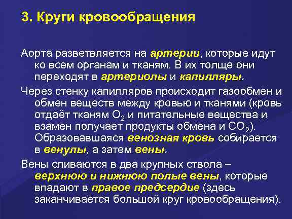 3. Круги кровообращения Аорта разветвляется на артерии, которые идут ко всем органам и тканям.