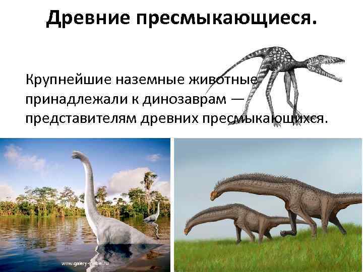 Древние пресмыкающиеся. Крупнейшие наземные животные принадлежали к динозаврам — представителям древних пресмыкающихся. 