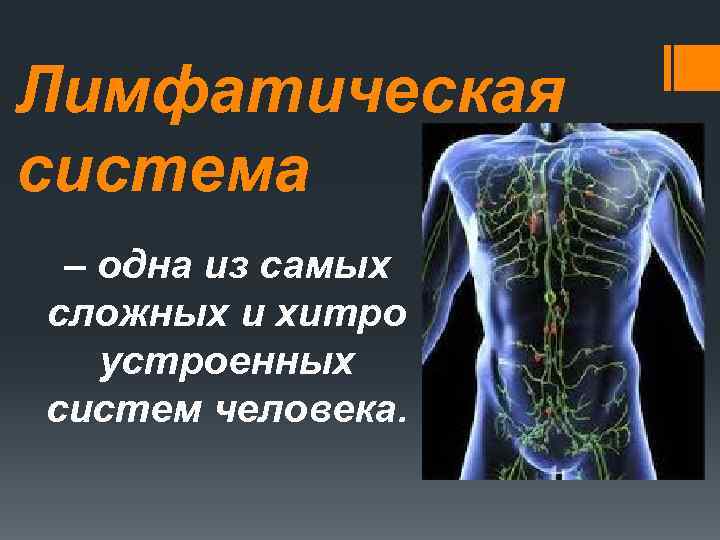 Лимфатическая система – одна из самых сложных и хитро устроенных систем человека. 