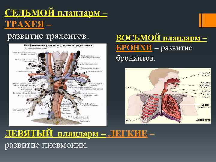 СЕДЬМОЙ плацдарм – ТРАХЕЯ – развитие трахеитов. ВОСЬМОЙ плацдарм – БРОНХИ – развитие бронхитов.