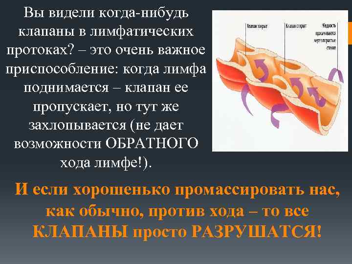 Вы видели когда-нибудь клапаны в лимфатических протоках? – это очень важное приспособление: когда лимфа