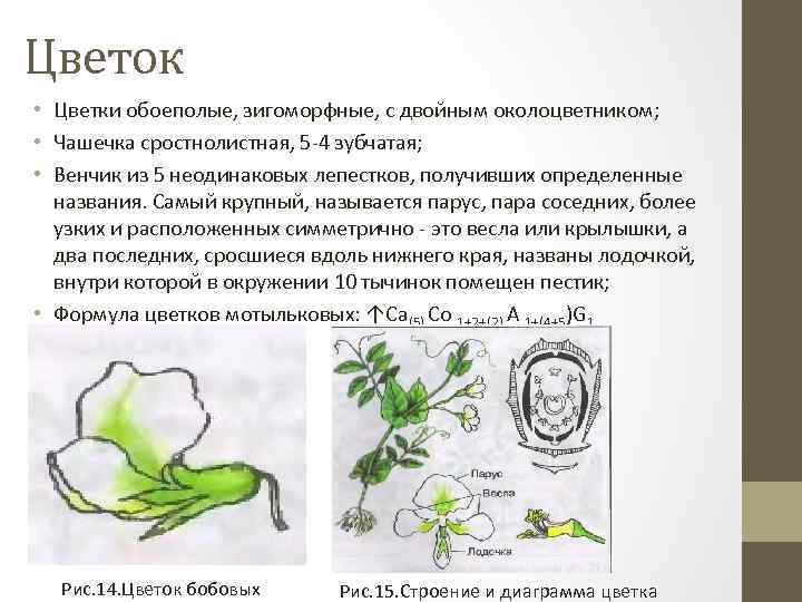 Цветок • Цветки обоеполые, зигоморфные, с двойным околоцветником; • Чашечка сростнолистная, 5 -4 зубчатая;