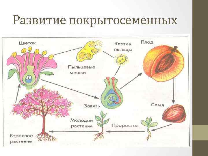 Покрытосеменные проект 5 класс