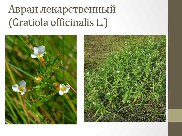 Авран лекарственный (Gratiola officinalis L. ) 