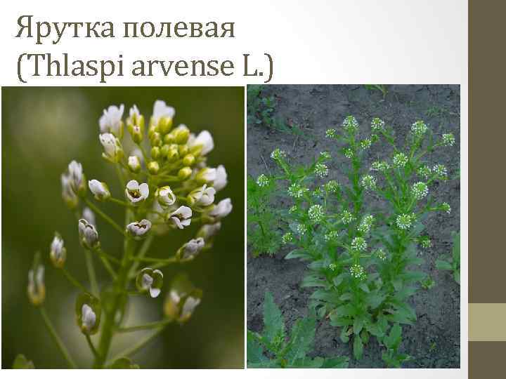 Ярутка полевая (Thlaspi arvense L. ) 