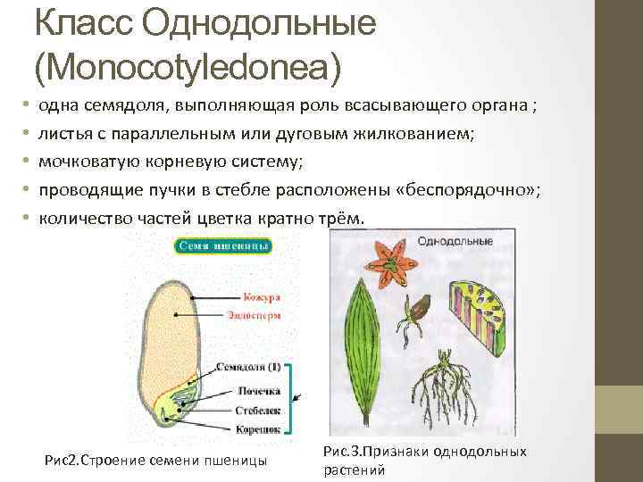 Семя содержит одну или две семядоли покрытосеменные. Класс Однодольные и двудольные строение. Строение растений класса Однодольные. Признаки семейства однодольных. Стебель однодольных растений внешнее строение.