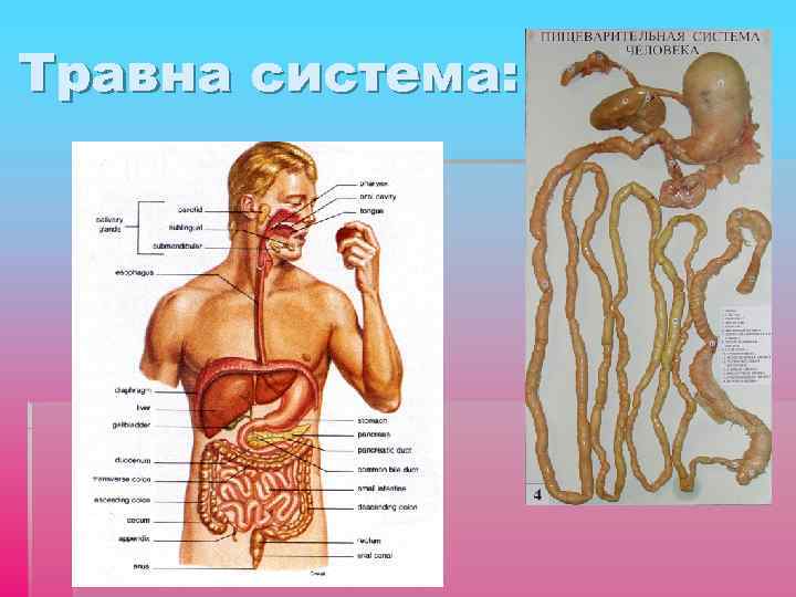 Травна система: 