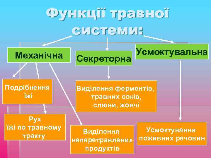 Функції травної системи: Механічна Подрібнення їжі Рух їжі по травному тракту Секреторна Усмоктувальна Виділення