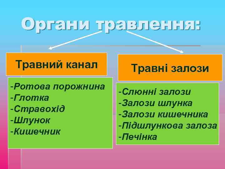 Органи травлення: Травний канал -Ротова порожнина -Глотка -Стравохід -Шлунок -Кишечник Травні залози -Слюнні залози