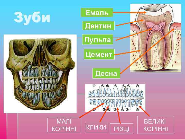 Зуби Емаль Дентин Пульпа Цемент Десна МАЛІ КОРІННІ КЛИКИ РІЗЦІ ВЕЛИКІ КОРІННІ 