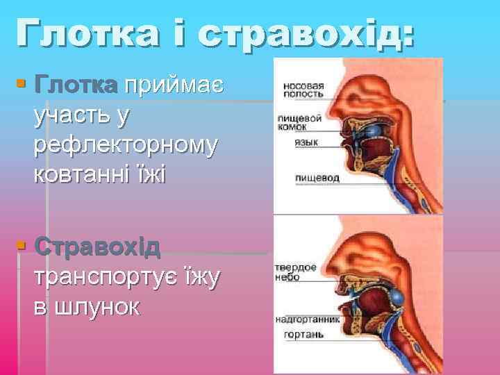 Глотка і стравохід: § Глотка приймає участь у рефлекторному ковтанні їжі § Стравохід транспортує