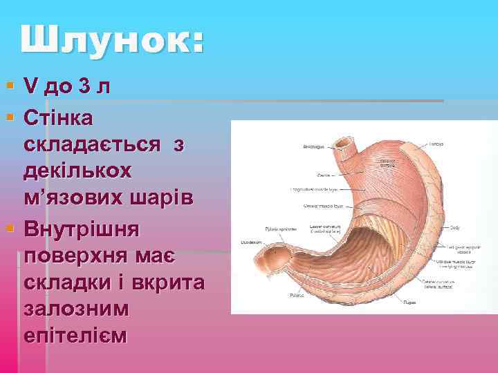 Шлунок: § V до 3 л § Стінка складається з декількох м’язових шарів §