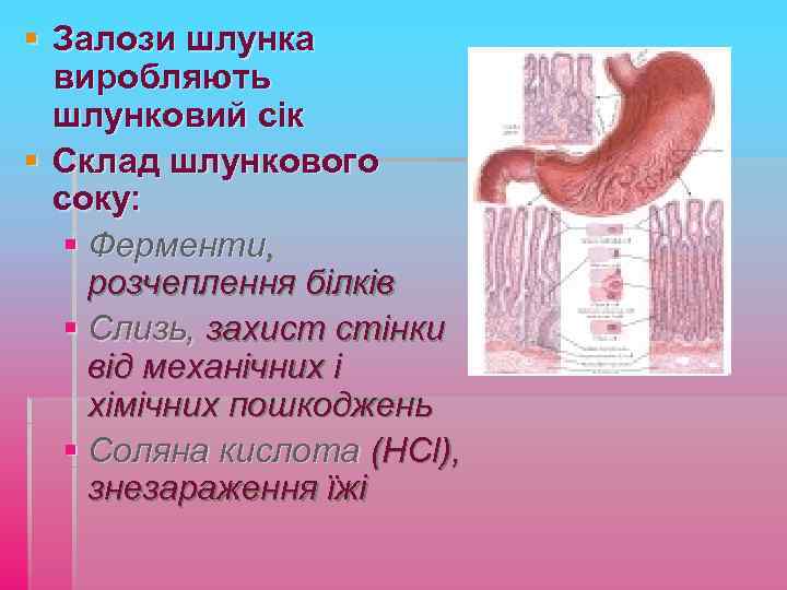 § Залози шлунка виробляють шлунковий сік § Склад шлункового соку: § Ферменти, розчеплення білків