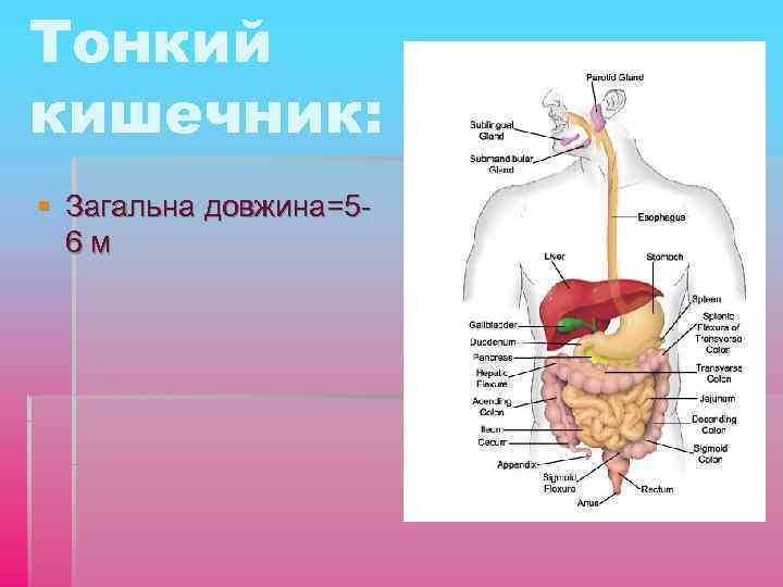 Тонкий кишечник: § Загальна довжина=56 м 