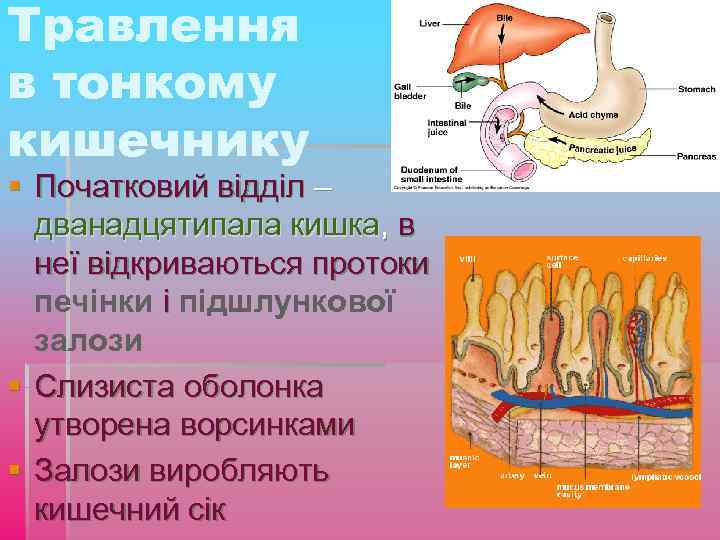 Травлення в тонкому кишечнику § Початковий відділ – дванадцятипала кишка, в неї відкриваються протоки