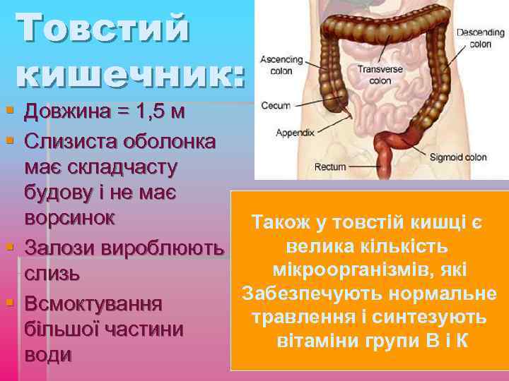 Товстий кишечник: § Довжина = 1, 5 м § Слизиста оболонка має складчасту будову