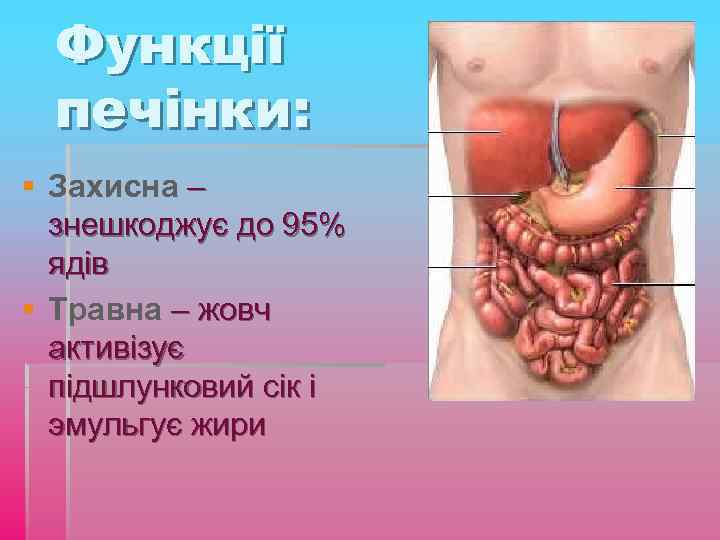 Функції печінки: § Захисна – знешкоджує до 95% ядів § Травна – жовч активізує