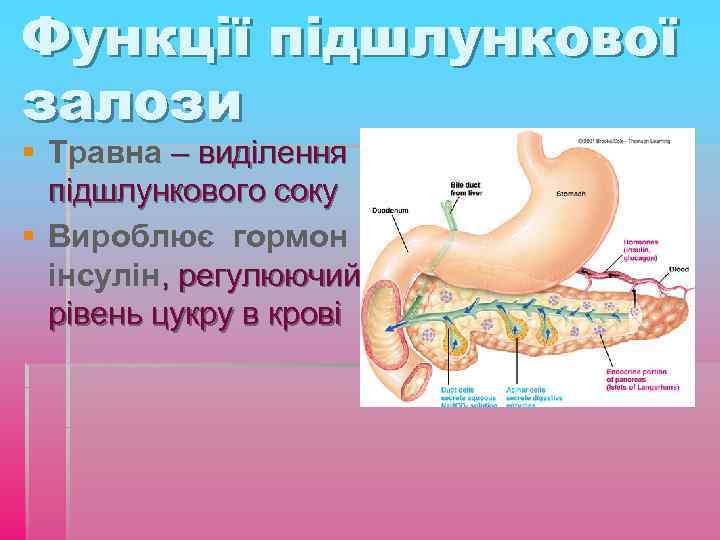 Функції підшлункової залози § Травна – виділення підшлункового соку § Вироблює гормон інсулін, регулюючий