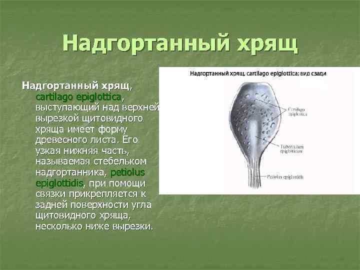 Надгортанный хрящ, cartilago epiglottica, выступающий над верхней вырезкой щитовидного хряща имеет форму древесного листа.