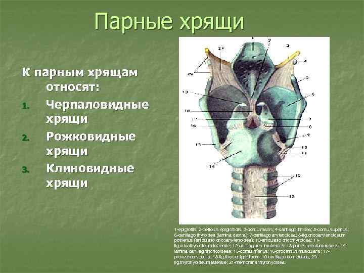 Парные хрящи К парным хрящам относят: 1. Черпаловидные хрящи 2. Рожковидные хрящи 3. Клиновидные