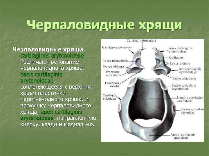 Перстневидный хрящ фото